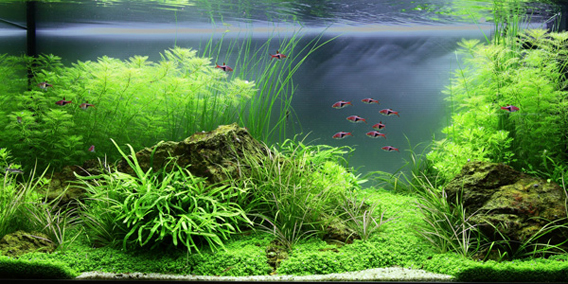 plants