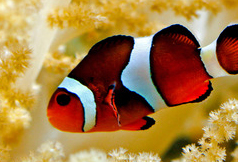 clown-fish