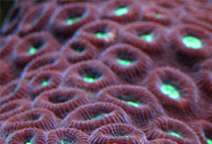 coral