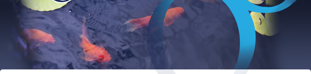 coral-banner