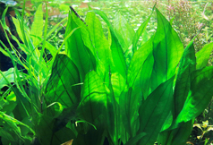 tropical-plants