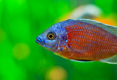 tropical-fish